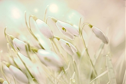 Picture of ENCHANTING SNOWDROPS