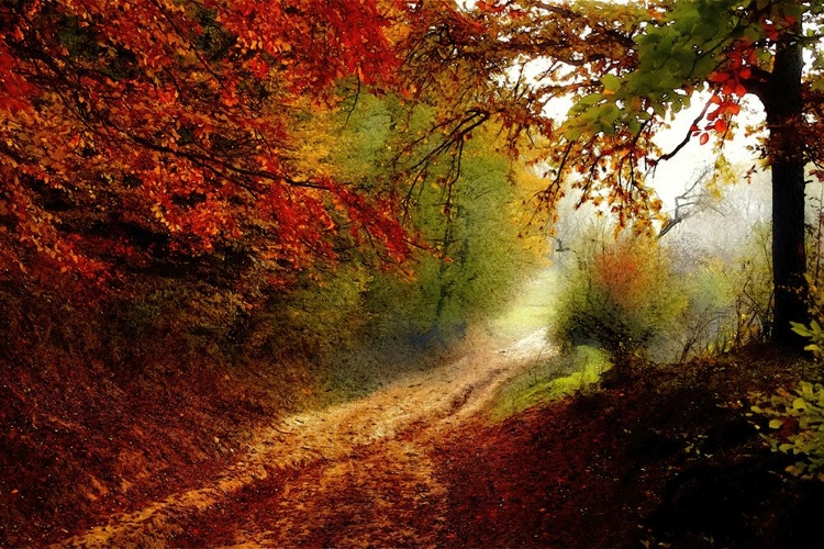 Picture of AUTUMN FOREST EDGE