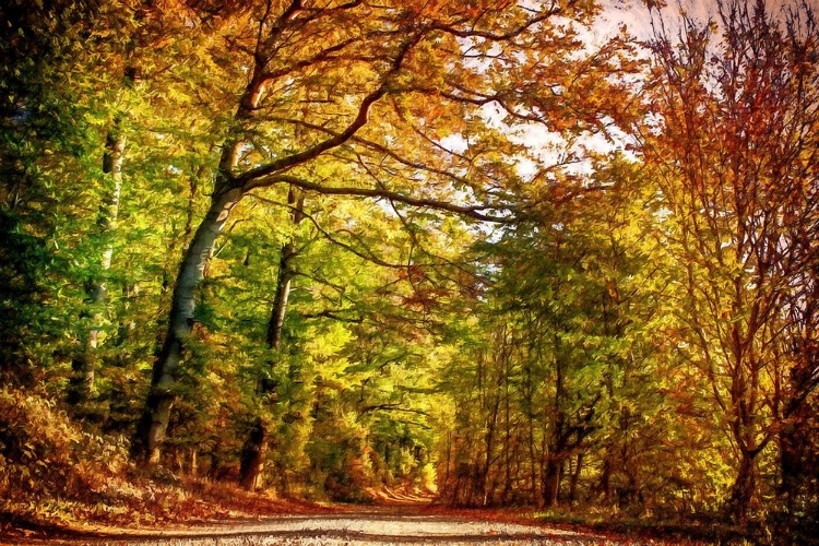 Picture of PATHWAY THROUGH AUTUMN LEAVES