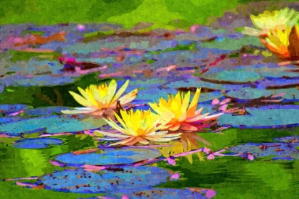 Picture of YELLOW WATER LILLIES