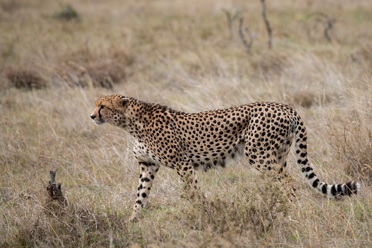 Picture of AFRICA-KENYA-LAIKIPIA PLATEAU-OL PEJETA CONSERVANCY-LONE MALE CHEETAH-ENDANGERED SPECIES