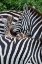 Picture of AFRICA-KENYA-SERENGETI PLAINS-MAASAI MARA-PLAINS ZEBRA AKA COMMON OR BURCHELLS ZEBRA