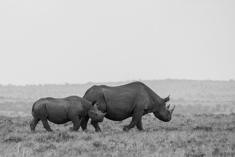 Picture of AFRICA-KENYA-SERENGETI-MAASAI MARA-BLACK RHINOCEROS-CRITICALLY ENDANGERED