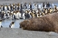 Picture of SOUTHERN OCEAN-SOUTH GEORGIA-A LARGE ELEPHANT SEAL BULL LIES IN THE MIDST OF MANY PENGUINS