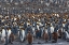 Picture of SOUTHERN OCEAN-SOUTH GEORGIA-ST-ANDREWS BAY-THE ROOKERY IS CROWDED WITH ADULTS AND A FEW CHICKS