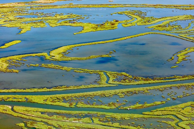 Picture of WETLAND ON THE AEGEAN COAST-TURKEY