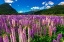 Picture of SPRING LUPINE IN EGLINTON VALLEY-FIORDLAND NATIONAL PARK-SOUTH ISLAND-NEW ZEALAND