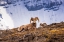 Picture of BIGHORN RAMS ON WILCOX RIDGE UNDER MOUNT ATHABASCA-JASPER NATIONAL PARK-ALBERTA-CANADA