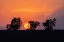 Picture of EUROPE-FRANCE-PROVENCE-SUNSET AND TREE SILHOUETTES ON VALENSOLE PLATEAU