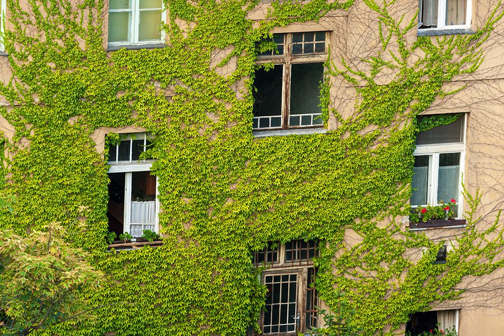 Somerset House - Images. IVY COVERED WALL OF BUILDING