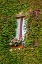 Picture of ITALY-TUSCANY-MONTEPULCIANO WINDOW SURROUNDED BY IVY WITH POT OF GERANIUMS IN HILL TOWN