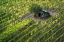 Picture of ITALY-TUSCANY VINEYARD WITH GRAPES ON THE VINE AND SMALL SHED IN THE FIELD