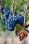 Picture of ITALY-TUSCANY GRAPES ON THE VINE IN A VINEYARD IN TUSCANY