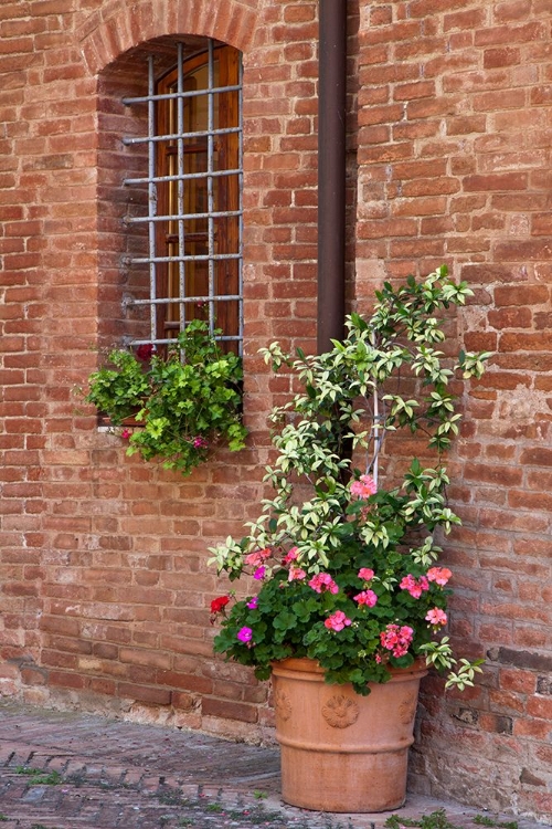 Picture of ITALY-TUSCANY-CRETE SENESI-ASCIANO STREET SCENE WITH POTTED FLOWERS