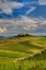 Picture of ITALY-TUSCANY A VIEW OF THE VINEYARDS AND VILLA IN CHIANTI REGION OF TUSCANY-ITALY