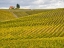 Picture of ITALY-TUSCANY COLORFUL VINEYARD IN AUTUMN