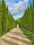 Picture of ITALY-TUSCANY ROAD LINED WITH ITALIAN CYPRESS LEADING TO A VILLA