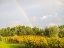 Picture of ITALY-TUSCANY COLORFUL VINEYARD AND RAINBOW IN AUTUMN