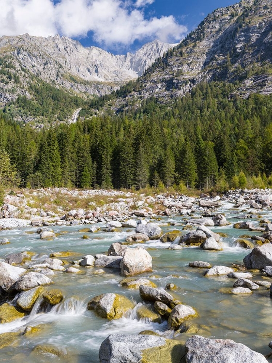 Picture of RIVER SARCA-VAL DI GENOVA IN THE PARCO NATURALE ADAMELLO-BRENTA-TRENTINO-ITALY-VAL RENDENA