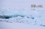 Picture of NORWAY-HIGH ARCTIC POLAR BEAR MOTHER AND CUB ON SEA ICE