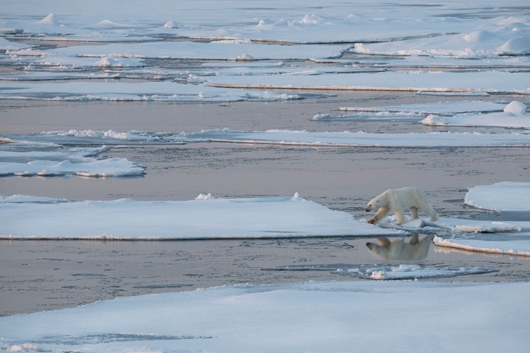 Picture of NORWAY-HIGH ARCTIC LONE POLAR BEAR ON SEA ICE AT DUSK