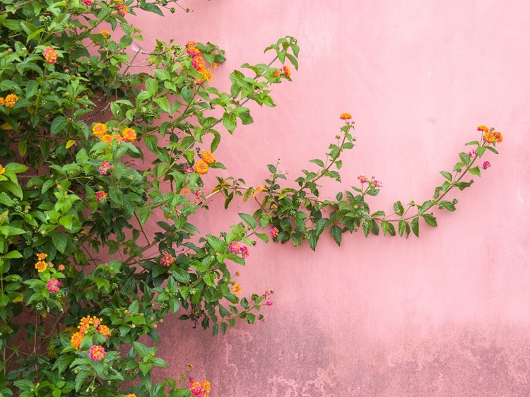 Picture of PORTUGAL-OBIDOS-COLORFUL LANTANA VINE GROWING AGAINST A PINK WALL