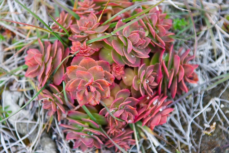 Picture of ARCTIC CACTUS-WRANGEL ISLAND IN CHUKCHI SEA-RUSSIAN FAR EAST