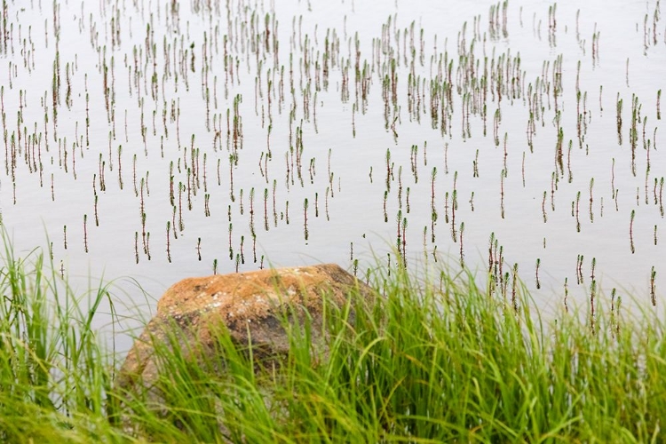 Picture of PLANT AND ROCK IN THE GLACIER RIVER-YTTYGRAN ISLAND-BERING SEA-RUSSIA FAR EAST