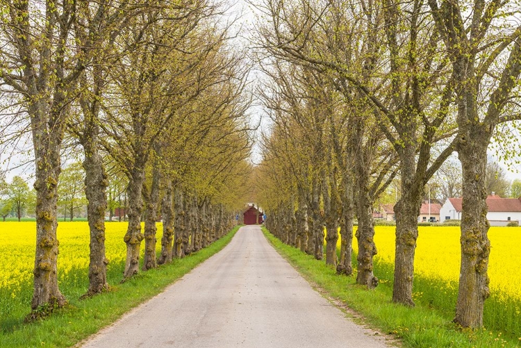 Picture of SWEDEN-GOTLAND ISLAND-ROMAKLOSTER-COUNTRY ROAD WITH YELLOW SPRINGTIME FLOWERS