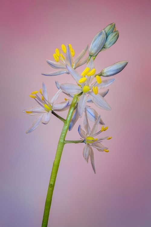 Picture of WILD HYACINTH OR ATLANTIC CAMAS