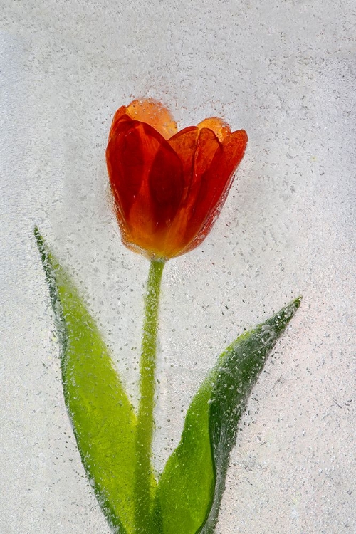 Picture of TULIP IN ICE