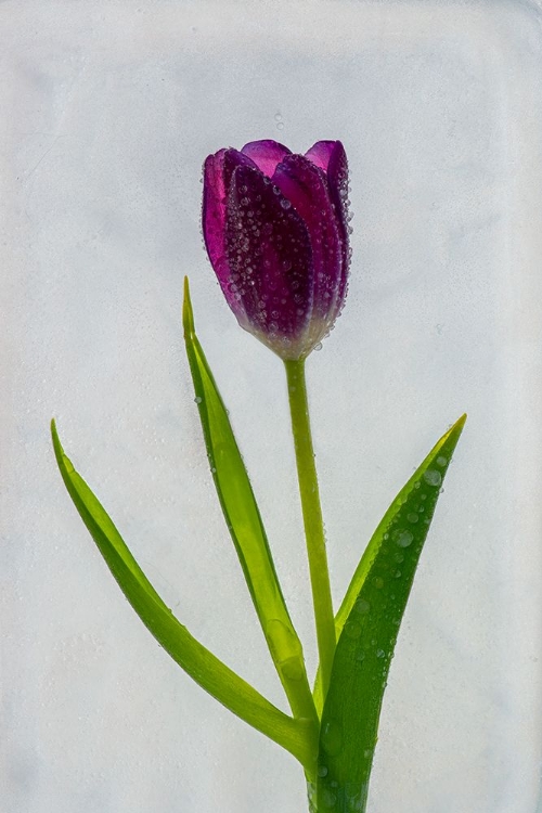 Picture of TULIP IN ICE