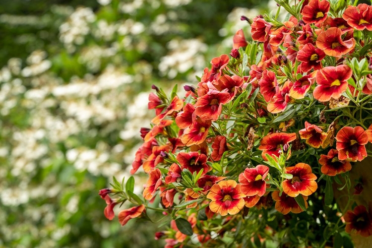 Picture of HANGING PLANTERS OF CALIBRACHOA-OR MILLION BELLS OR TRAILING PETUNIA-THEY ARE HERBACEOUS PLANTS WIT