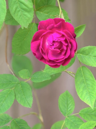 Picture of ROSE