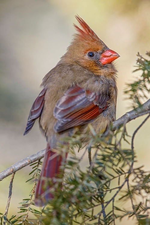 Picture of FEMALE NORTHERN CARDINAL IN WINTER