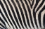 Picture of BURCHELLS ZEBRA PATTERN OF BLACK AND WHITE STRIPES