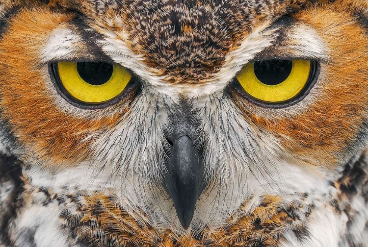 Picture of CLOSE-UP OF GREAT HORNED OWL