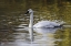 Picture of SWAN SWIMMING IN AUTUMN COLORED WATER