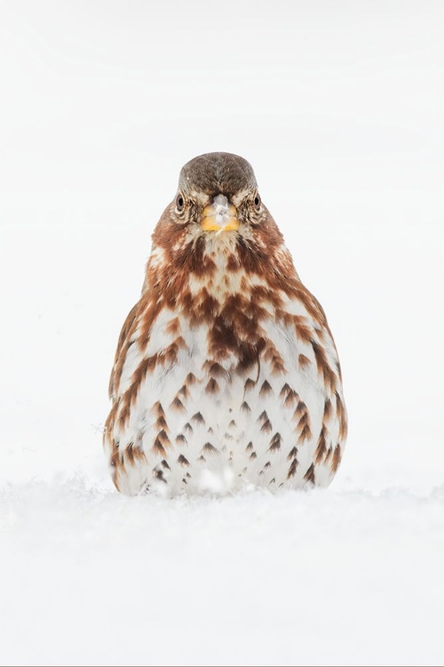 Picture of FOX SPARROW FORAGING IN SNOW