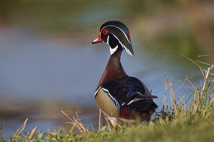 Picture of MALE WOOD DUCK-BLUE JAY