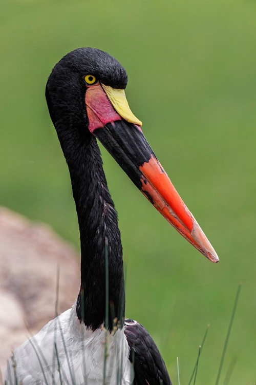 Somerset House - Images. FEMALE SADDLE-BILLED STORK