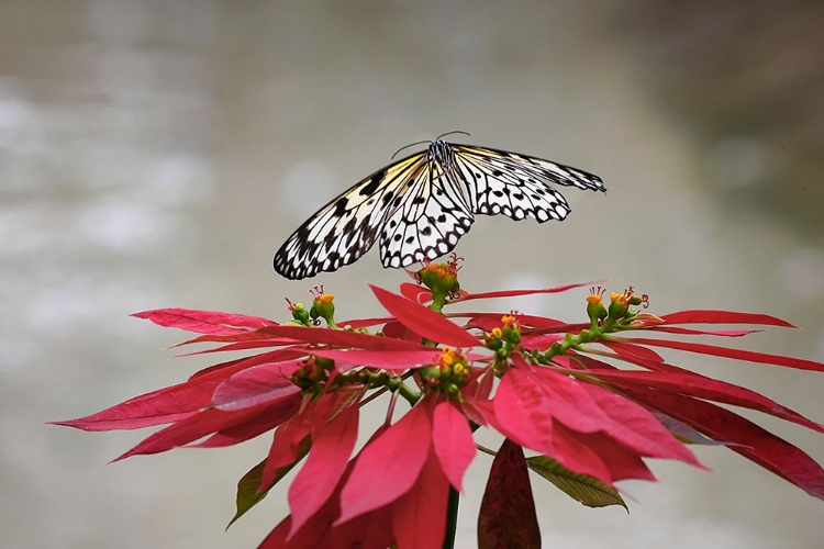 Picture of PAPER KITE OR LARGE TREE NYMPH BUTTERFLY FLYING