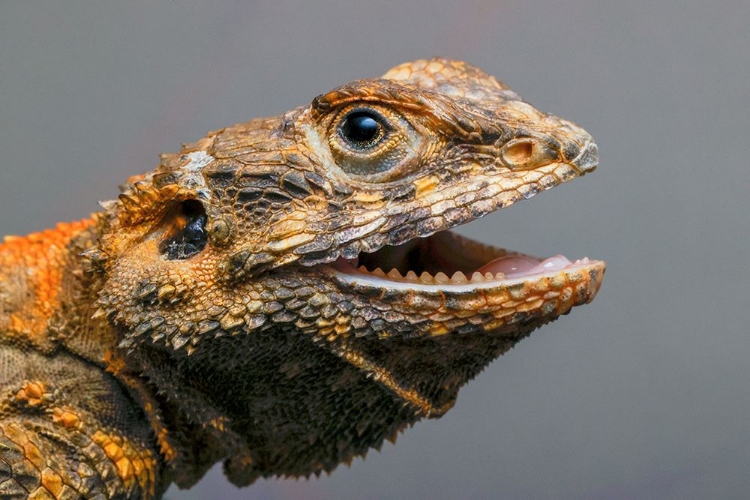 Picture of BEARDED DRAGON-POGONA,