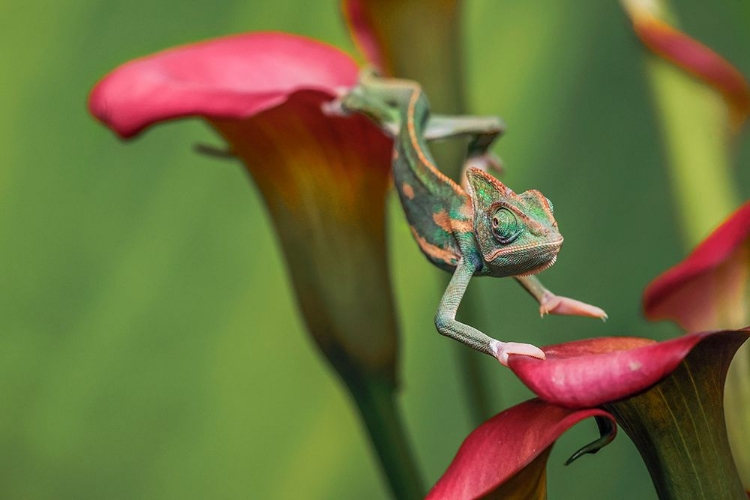 Picture of VEILED CHAMELEON