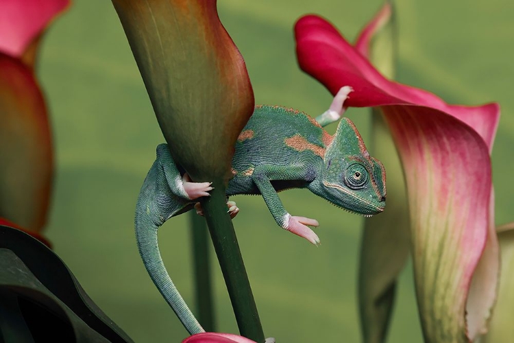 Picture of VEILED CHAMELEON