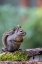 Picture of DOUGLAS SQUIRREL STANDING ON A LOG