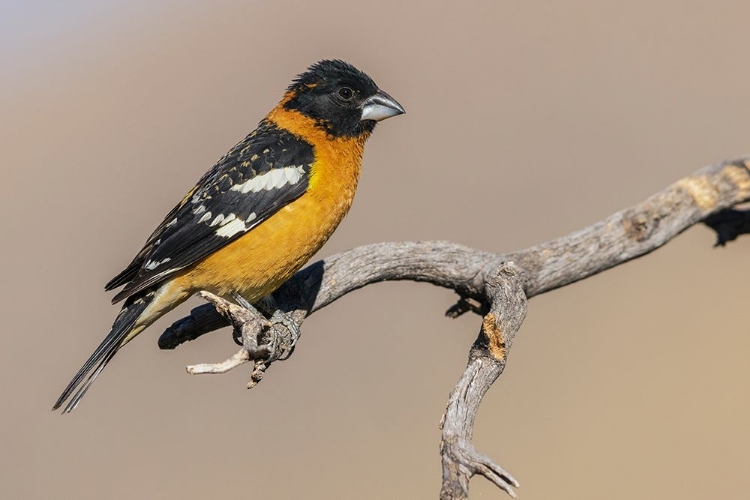 Picture of BLACK-HEADED GROSBEAK