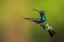 Picture of MALE BROAD-BILLED HUMMINGBIRD