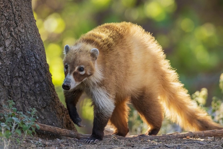 Picture of COATIMUNDI