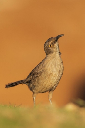 Picture of CURVE-BILLED THRASHER